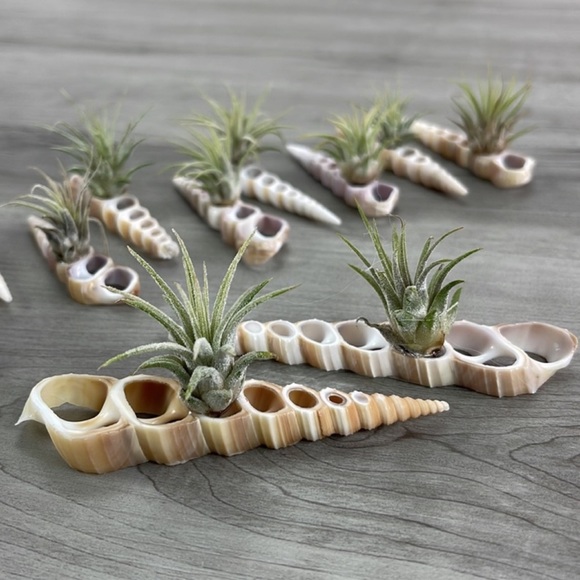 🔆AIR PLANT BUDDY🔆 WITH REAL SEA SHELL HAND MADE AND UNIQUE - Picture 4 of 9